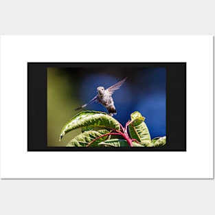 Hummingbird in flight Posters and Art